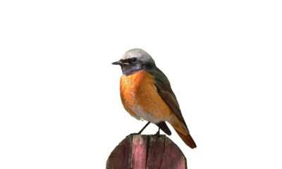 red backed shrike, bird png, rusty-tailed bird png photo