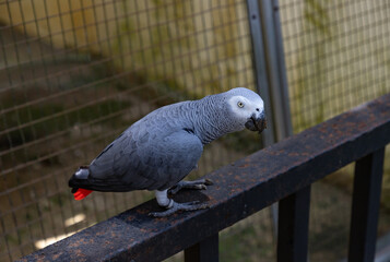 African Grey Parrot