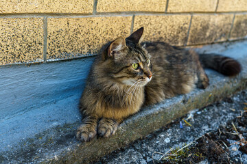 A beautiful tabby cat with striking green eyes rests comfortably on a concrete ledge next to a...