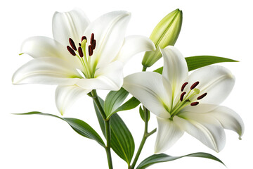 Fototapeta premium Elegant White Lilies Pure Beauty and Graceful Blooms