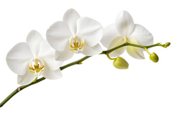 Fototapeta premium Elegant White Phalaenopsis Orchids A Stunning Floral Display