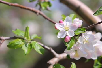 春の日差しを浴びて咲くりんごの花のクローズアップ