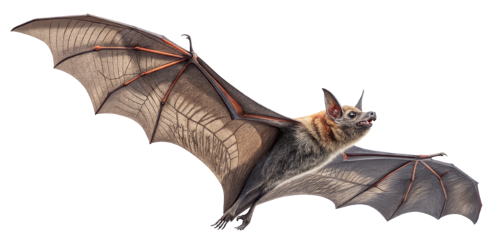 Flying Bat Illustration Detailed Wing Anatomy, Isolated on Transparent Background, bat, mammal, wildlife - Powered by Adobe