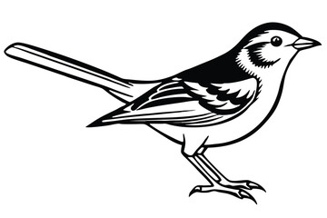 Black and White Bird Illustration with Detailed Feather Markings in a Standing Position
