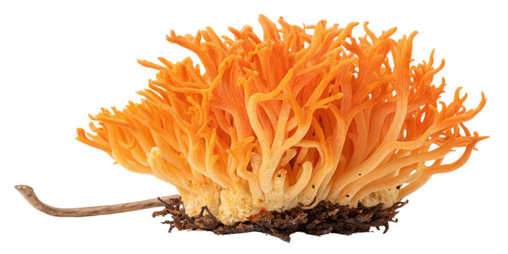 Orange Coral Fungus, Isolated on Transparent Background High-Resolution Image, Clavulina cristata, Fungus, Clavulina, Mycology