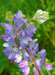 Close-up of  single stalk of wild lupine in bloom