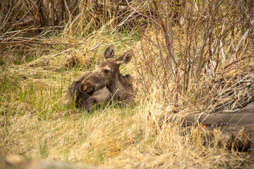 Baby moose camouflaged in grass