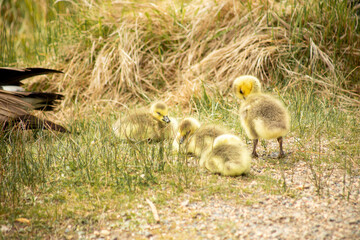 Cute canadian Goslings