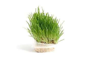 There is sprouted grass for a cat on a white background.	