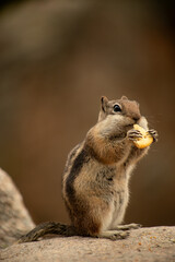 Chipmunk eating a snack sitting on a rock