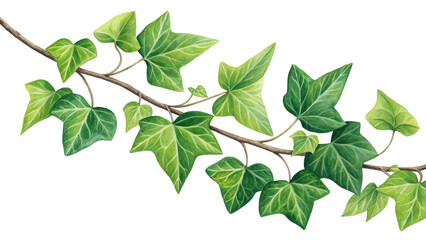 Fototapeta premium Watercolor Ivy Branch, Isolated on Transparent Background, Botanical Illustration, Green Leaves, Ivy, foliage, plant