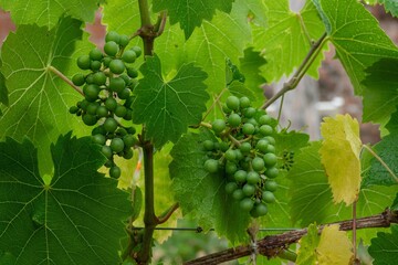 bunch of grapes on the vine ripening ready to be pressed into wine