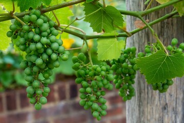 bunch of grapes on the vine ripening ready to be pressed into wine