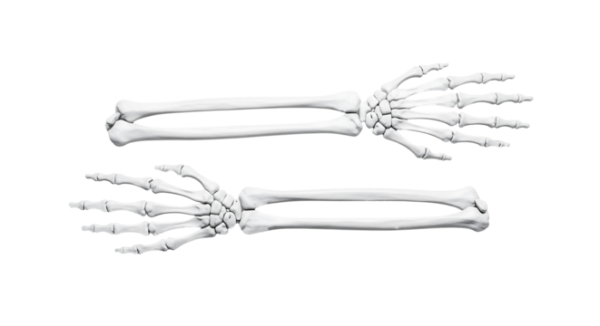 Medical anatomy study of human skeleton arms and hands, isolated on transparent background