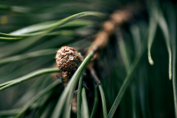 Extreme closeup of sticky pine resin on a cone, shot in natural light with shallow depth of field....
