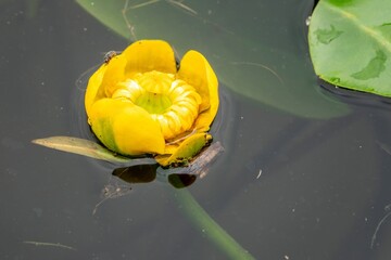 water lily  leaf beetle  on bright yellow water lily flower