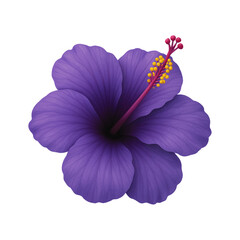 Purple Hibiscus Flower Isolated on White Background © MdSaju