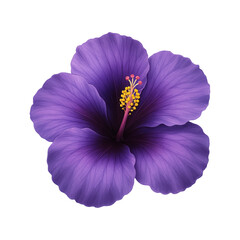 Purple Hibiscus Flower Isolated on White Background © MdSaju