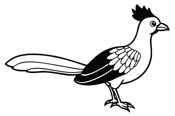 Cartoon Vector Image Depicting a Black and White Roadrunner Style Bird Illustration