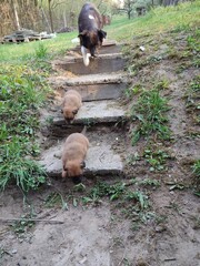 anyakutya a kölykeivel