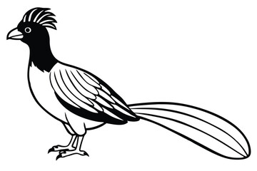 Detailed Illustration of a Black and White Greater Roadrunner Bird Standing Sideways