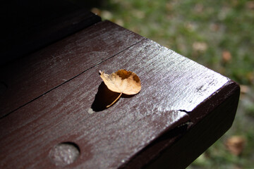 autumn leaves on a wooden table