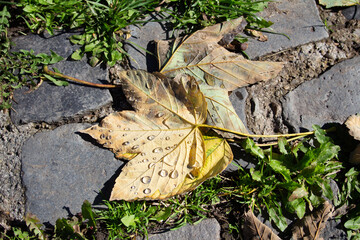 autumn leaves on the ground with water droplets