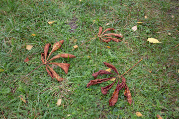 Dried Autumn leaves on the ground and green leaves