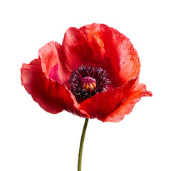 Red Poppy Flower Closeup Dark Background