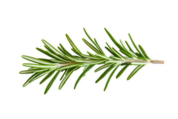 Fototapeta premium Fresh Rosemary Sprig, Isolated on Transparent PNG, Culinary Herb