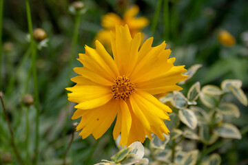 yellow chrysanthemum flower in the garden close up