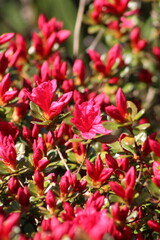 Azaleas blooming in spring in southern England.