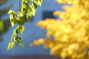 Sunlit green and yellow leaves in focus against a soft blurred background.