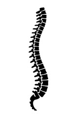 Black human spine silhouette with detailed vertebrae and curves anatomy skeleton