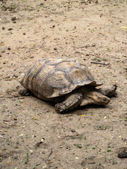 ホーチミンのサイゴン動植物園