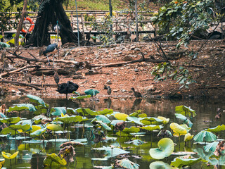 ホーチミンのサイゴン動植物園