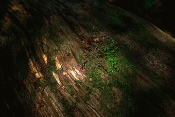 tree in the forest
