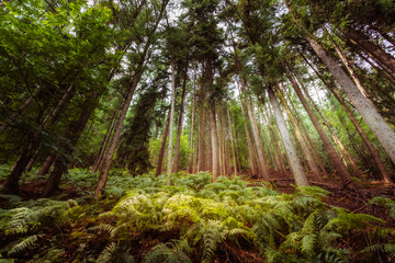 fern in the forest