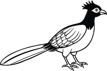 Fototapeta premium Black and White Illustration of a Roadrunner with Crest, Tail, and Detailed Feathers