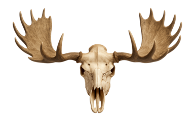 Moose skull with wide palmate antlers and frontal pedicles