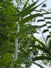 Obraz premium Close-up view of vibrant green ginger plant leaves and stem, captured from a low angle with soft natural light and dew drops, set against a blurred background of lush tropical foliage. 