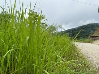 Lush green roadside grass sways gently under a cloudy sky, with a winding gravel path leading...