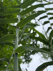 Close-up view of vibrant green ginger plant leaves and stem, captured from a low angle with soft natural light and dew drops, set against a blurred background of lush tropical foliage.
