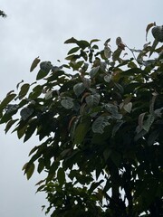 Lush green tree canopy with broad leaves against a cloudy sky, showcasing natural beauty and vibrant foliage. Ideal for nature, environment, and outdoor themes. High-quality, serene landscape photogra