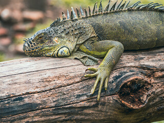 ホーチミンのサイゴン動植物園