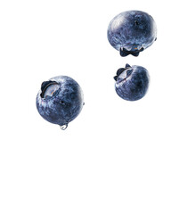 Three Juicy Blueberries Falling, Isolated on Transparent PNG