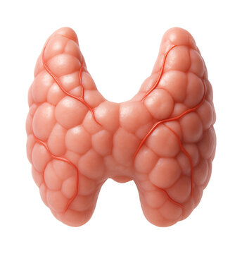 Enlarged thyroid gland in goiter with lobulated appearance and increased volume