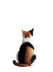 Calico cat rear view, isolated on transparent PNG, studio shot, pensive mood.