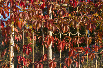 red autumn leaves on a rusted fence