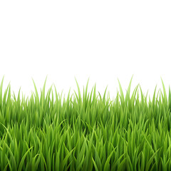 Obraz premium Realistic Grass Edge Png – Isolated On Transparent Background